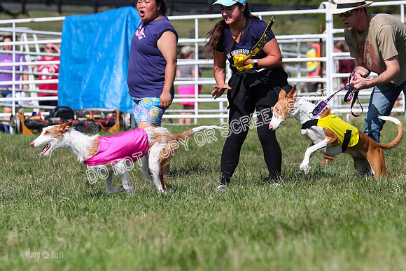 Prelim, Unknown Dogs-7679