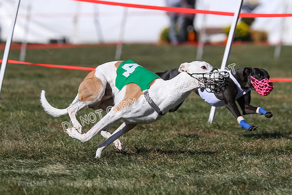 Prg 4, Race 9, Rarity Java Power Buzzsaw-2670