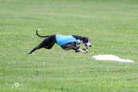 FCH B Whippet FINAL