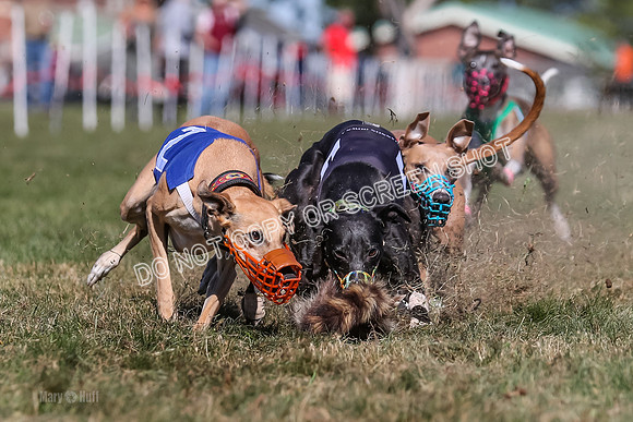 Prg 4, Race 5, Rasta Cammie Warrior Grim Buckwheat-0213