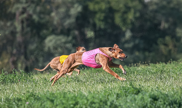 1 Prelims Vet 2 Xena Libby-5291
