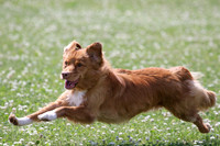 Doescher - Toller