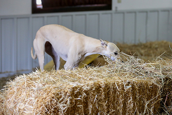 HO4A8565
