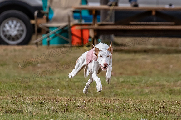 Finals Fch 2 Beastie Willow Ginny-3162