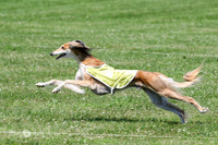 FCH Saluki FINAL