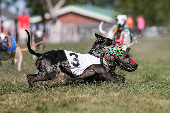 Prg 4, Race 1, Ruffian Flynn Nami Rigby Arrow Echo-0054