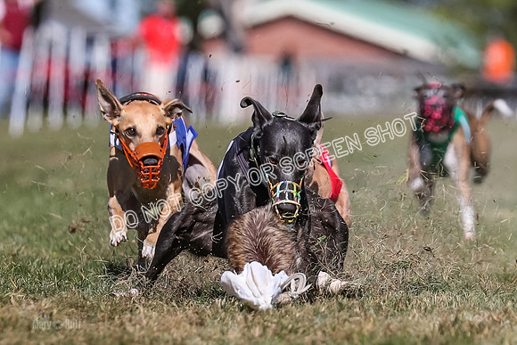 Prg 4, Race 5, Rasta Cammie Warrior Grim Buckwheat-0206