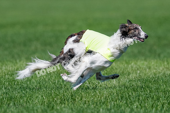 Silken Windhound Finals, Finnegan-3982
