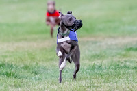 Italian Greyhound
