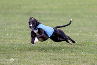 Whippet