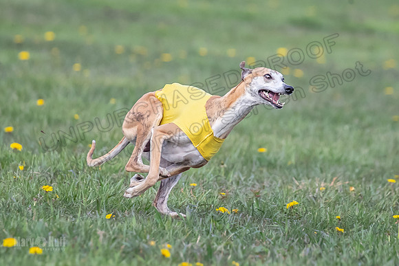 1 Prelim FCh B1 Sparky Arlo Arrow-6729