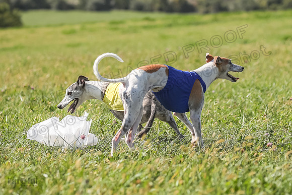 2 Finals Vet 1 Thor Sherry Bug-2003