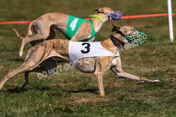 Prg 3, Race 11, Jamie Thunder Dusty Rarity-2237