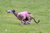 VET Whippet FINAL