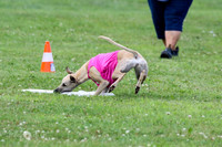 BOB Whippet