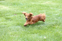 Trial 2 Small Dogs
