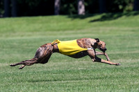 Pharaoh & Greyhound