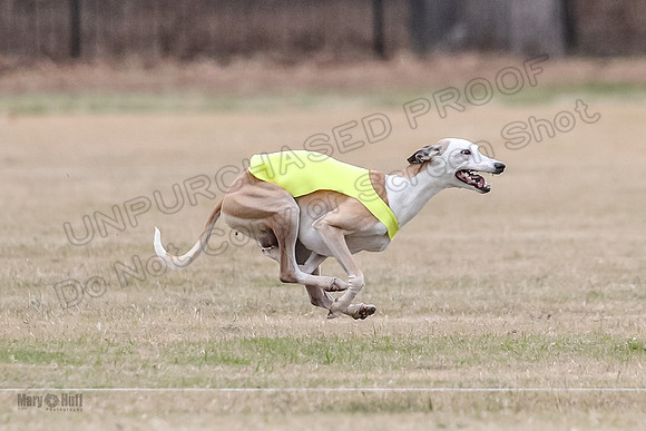Finals Open 3 Scorch Shine Kashi-4033