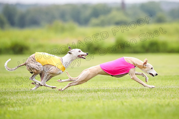 Finals Fch-Vet 2, Wilson Buttercup-1737