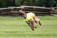 Finals Afghan Hound-1468