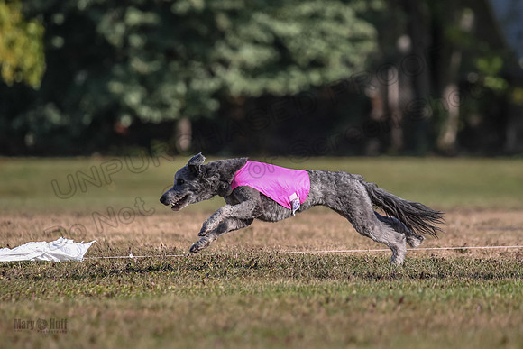 Ellie-4490