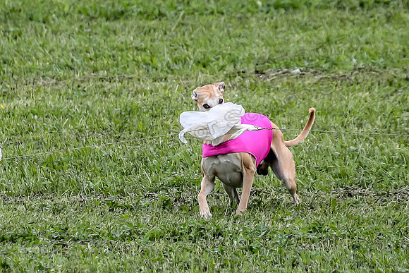 Prelims Open D2, Tessa Player Strut-6992