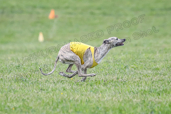 Prelim Open E6, Dazzle Sunshine-9210