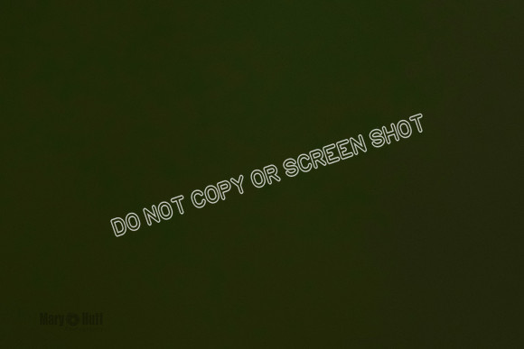 Cat Test 1-0434