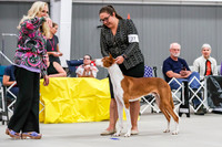 American Bred Dogs