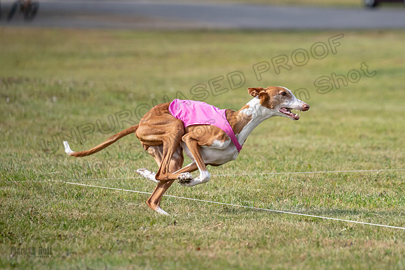 Finals Vet 2 Seren Dawn-3384