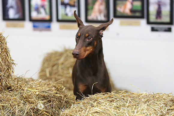 MCH54859