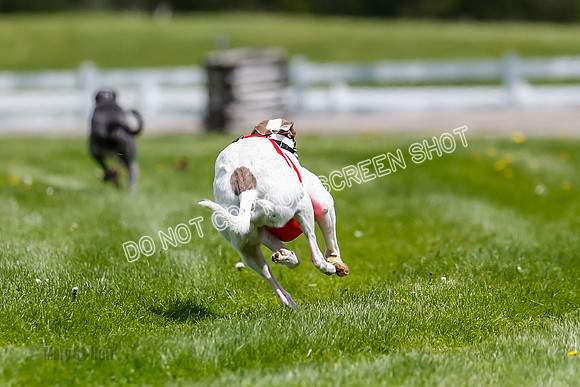 NOTRA Program 2, Race 6, Cinder Stormy Gibbs Shakespeare-2-16