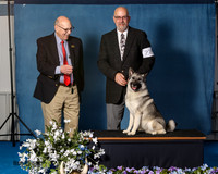 Elkhound 2020-1142