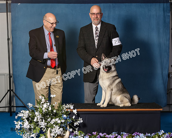 Elkhound 2020-1142