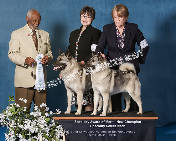 Elkhound 2020-1195-Edit