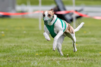 WRA, Prg 1, Race 1, Puppy, Sprig Gnocchi-8234