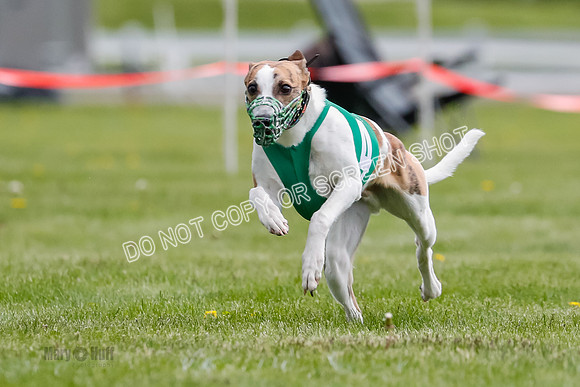 WRA, Prg 1, Race 1, Puppy, Sprig Gnocchi-8234