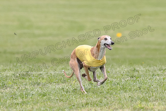 Finals Open C3, Sparky Margot Shine-0711