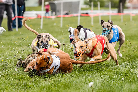 WRA, Prg 2, Race 12, Bookie Joplin Rogue Chase Jigsaw Rum-9072