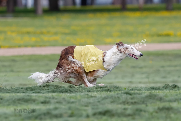 Prelim, Open, Rainbow Vera-8435
