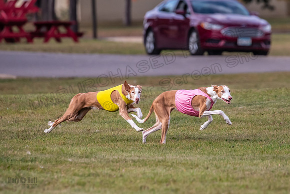 Finals Vet Izzy Thea-3281