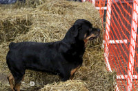Ausloos
