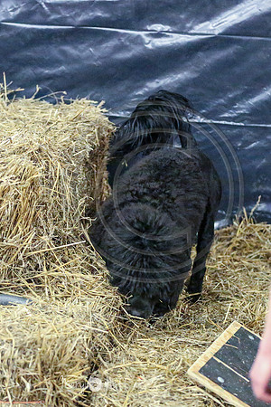 MCH51043
