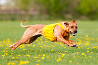 Rhodesian Ridgeback