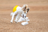 Silken Windhound