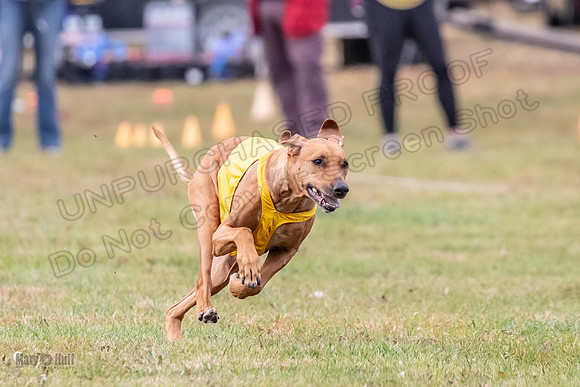 Finals Vet Libby Xena-2493
