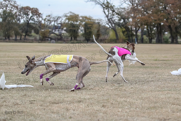 Finals Open 4 Rigel Trixie-4142