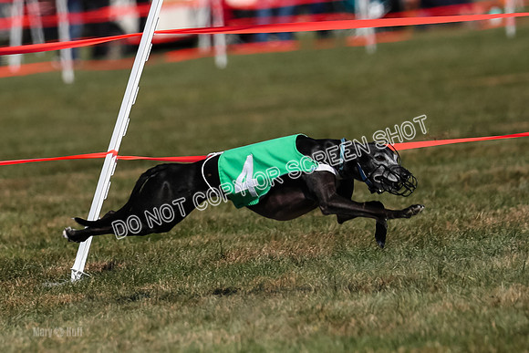 Prg 3, Race 10, Blitz Moonstruck Fortuna Tipa-2191