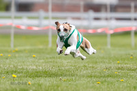 WRA, Prg 1, Race 1, Puppy, Sprig Gnocchi-8227