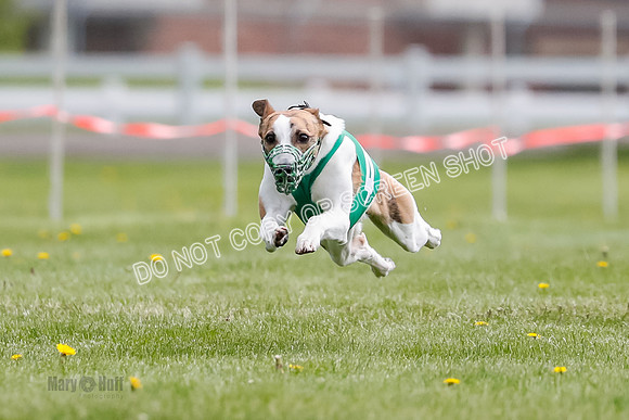 WRA, Prg 1, Race 1, Puppy, Sprig Gnocchi-8227